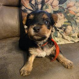 Noah (Red) - Black and tan male Yorkshire Terrier puppy in Fayetteville, Tennessee from Mina's Yorkies
