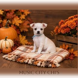 Cream Smooth Coat Female - Cream female Chihuahua puppy in Nashville, Tennessee from Music City Chi’s