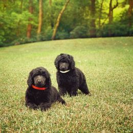 Poodle Puppies from Anolani Standard Poodles
