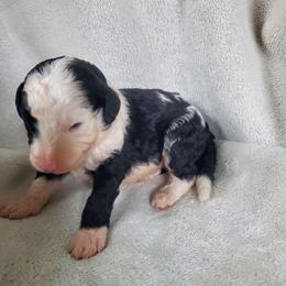 Gus - Black and white male Sheepadoodle puppy in Bellevue, Iowa from Fluffy Wonders Poms and Doodles