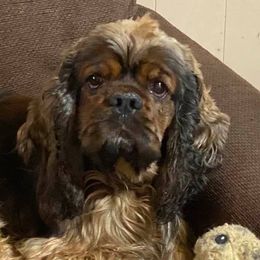 Cocker Spaniels from Diane Matthews' Cocker Spaniels