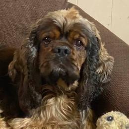 Cocker Spaniels from Diane Matthews' Cocker Spaniels