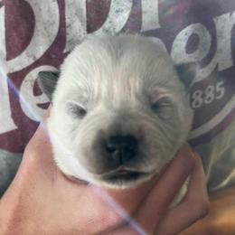 Boy 3 - Blue male Australian Cattle Dog puppy in Irvington, Kentucky from Dry Valley’s Australian Cattle Dogs