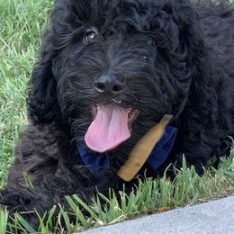 Sheepadoodle Puppies from Riley Grace Puppies