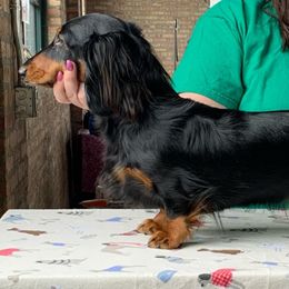 Paca - Dachshund