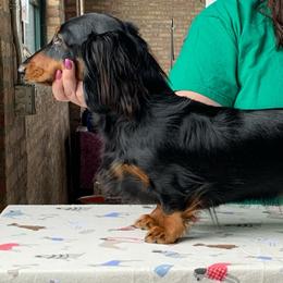 Paca - Dachshund