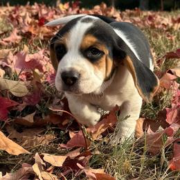 AKC Lynx - Black tan and white male Beagle puppy in Rogersville, Missouri from Hales Little Beagle Haven