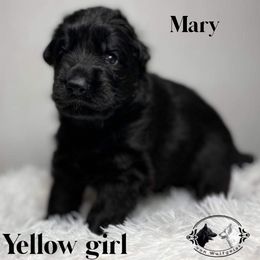 German Shepherd and White Shepherd Puppies from Von Wulfgeist Shepherds