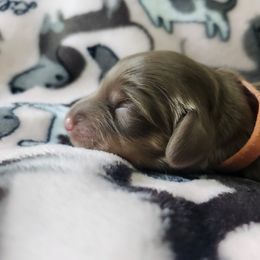 Penelope - Orange Collar - Chocolate and tan female Dachshund puppy in Wisconsin from Poppy's Darling Dachshunds