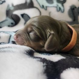 Penelope - Orange Collar - Chocolate and tan female Dachshund puppy in Wisconsin from Poppy's Darling Dachshunds
