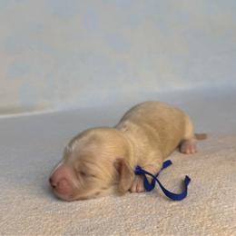 Lincoln - Cream male Dachshund puppy in Janesville, California from Elysian Creek Doxies