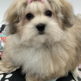 Rana - Cream female Havanese puppy in Wappapello, Missouri from Titanium Havanese LLC