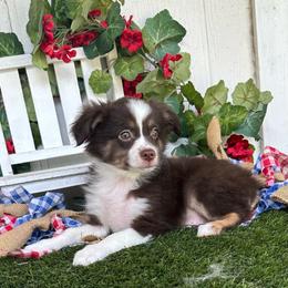 Ranger - Red tri male Miniature Australian Shepherd puppy in Granbury, Texas from Texas Miniature Aussies