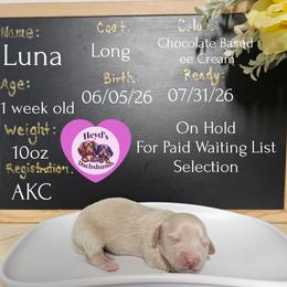 Luna - Cream female Dachshund puppy in Hoquiam, Washington from Heyd's Mini Dachshunds
