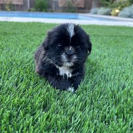 Bashful - Black and white female Shih Tzu puppy in Porterville, California from Moore Shih Tzus