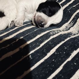 Australian Cattle Dog Puppies from Twisted C Heelers