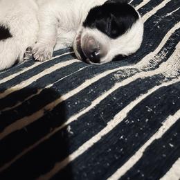 Australian Cattle Dog Puppies from Twisted C Heelers