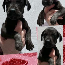 Ruby - Black female Great Dane puppy in Wellsville, New York from Prophecy Danes