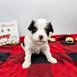 Clove - Black and white female Bernedoodle puppy in Granton, Wisconsin from Rose River Farms