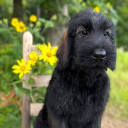 Birria - Pepper and salt female Giant Schnauzer puppy in Collinsville, Mississippi from Hillside Kennels