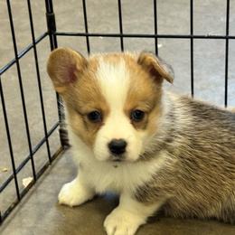 Sunny - Sable female Pembroke Welsh Corgi puppy in Millsap, Texas from Punchy Pembroke Ranch