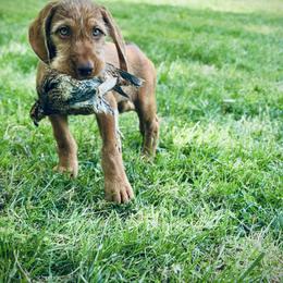 Wirehaired Vizsla Puppies from Cave Canis Kennels