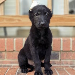 Boy 3 - Black male Xoloitzcuintli puppy in Ethridge, Tennessee from Royalty Reigns Xolos