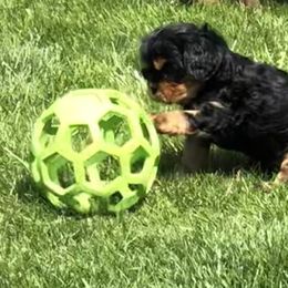 Cavalier King Charles Spaniel Puppies from MoxMox Cavaliers
