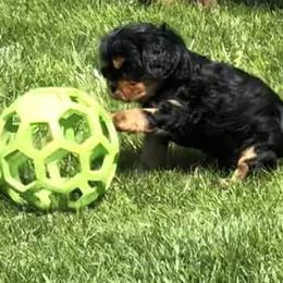 Cavalier King Charles Spaniel Puppies from MoxMox Cavaliers
