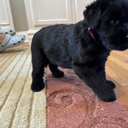 Xena - Black female Giant Schnauzer puppy in Noblesville, Indiana from Stratton House Kennels