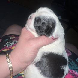 Shih Tzu Puppies from The Lion dog Shih Tzu