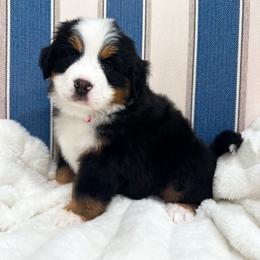 Bernese Mountain Dog puppies from Red Bridge Berners