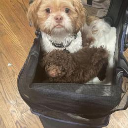 Poodle Puppies from Tiny Toy Poodles