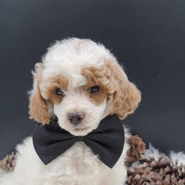 Levi - Poodle