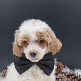 Levi - Poodle