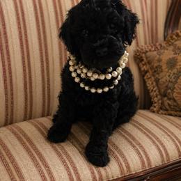 Chunky monkey - Black and white female Cockapoo puppy in Anderson, South Carolina from Cackalacky Companions