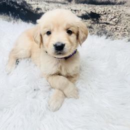 Purple female - Golden female Golden Retriever puppy in Harrisburg, North Carolina from Bunn Ranch Goldens & Bernese