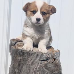 Pilgrim - Liver and white female Cardigan Welsh Corgi puppy in Hotchkiss, Colorado from Bell S Ranch