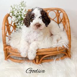 Godiva - Parti female Goldendoodle puppy in from Pink Poodles and Doodles