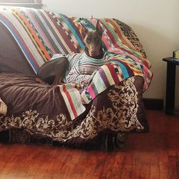 Doberman Pinscher All Grown Up from Cumplido Dobermans
