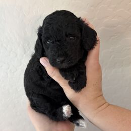 Luna - Black female Goldendoodle puppy in Surprise, Arizona from Arizona West Valley Goldendoodles