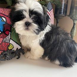 Boy 2 - male Shih Tzu puppy in Troy, Michigan from "Shihtzu Best Friend"