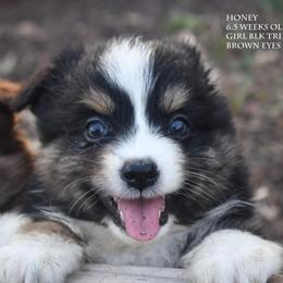 Honey - Black tri female Miniature Australian Shepherd puppy in Patterson, North Carolina from DreamLine Aussies