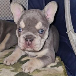 Kalisi - Blue female French Bulldog puppy in Waitts Lake, Washington from Best Friend standard Frenchies