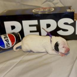 Pepsi - White and black female Dalmatian puppy in Des Moines, Iowa from Spot Splattered Dalmatians