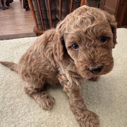 Carson - Buff male Cockapoo puppy in Sheridan, Missouri from Shepherdsfold’s Cockapoos
