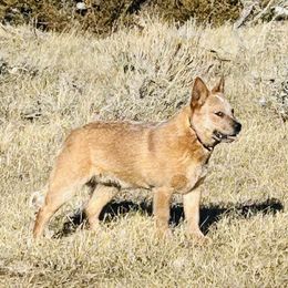 Australian Cattle Dog and French Bulldog Puppies from Sugarloaf French bulldogs and Australian cattle dogs
