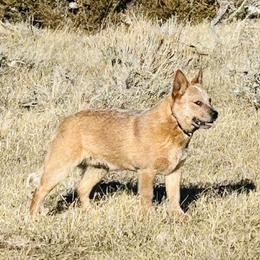 Australian Cattle Dog and French Bulldog Puppies from Sugarloaf French bulldogs and Australian cattle dogs
