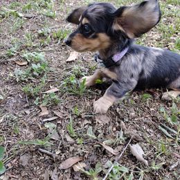 Dachshund Puppies from Katrina's Punk Rock Dachshunds
