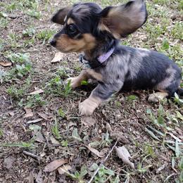 Dachshund Puppies from Katrina's Punk Rock Dachshunds